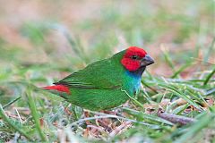 Fiji Parrotfinch